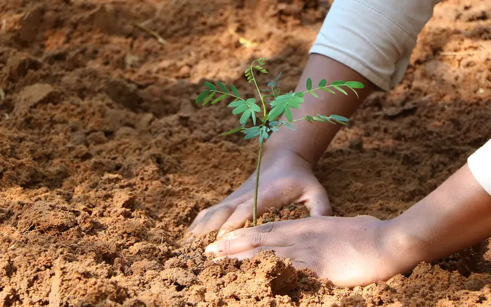 Tree planting initiative launched in surrounding villages